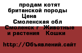 продам котят британской породы › Цена ­ 2 000 - Смоленская обл., Смоленск г. Животные и растения » Кошки   